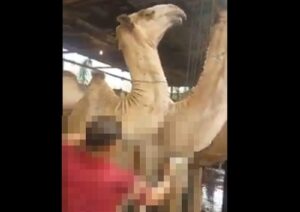 【閲覧注意】8頭のラクダ、たったの10秒で瞬殺される