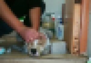 【超閲覧注意】TikTokから即削除された衝撃の動物虐待ビデオがこちら・・・