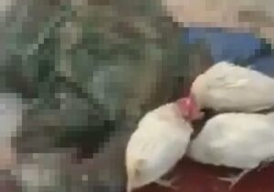 【閲覧注意】鳥小屋で死亡した人間、こうなる・・・やばい・・・