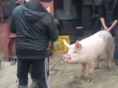 【閲覧注意】高圧電流で豚さんを殺そうとした結果・・・（動画あり）