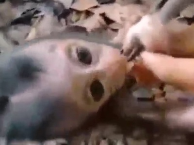 【超閲覧注意】サイコパス、赤ちゃん猿を”こうする”動画を投稿して炎上（動画あり）