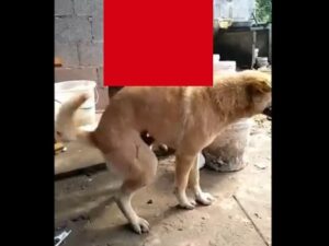 【閲覧注意】盛りのついた犬さん、”コレ”相手に腰を振りまくってしまう（動画あり）