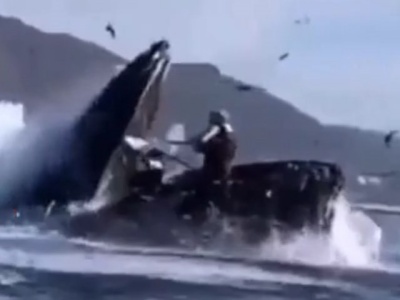 【閲覧注意】クジラさん、”人間を丸呑み”にしてしまう・・・（動画あり）